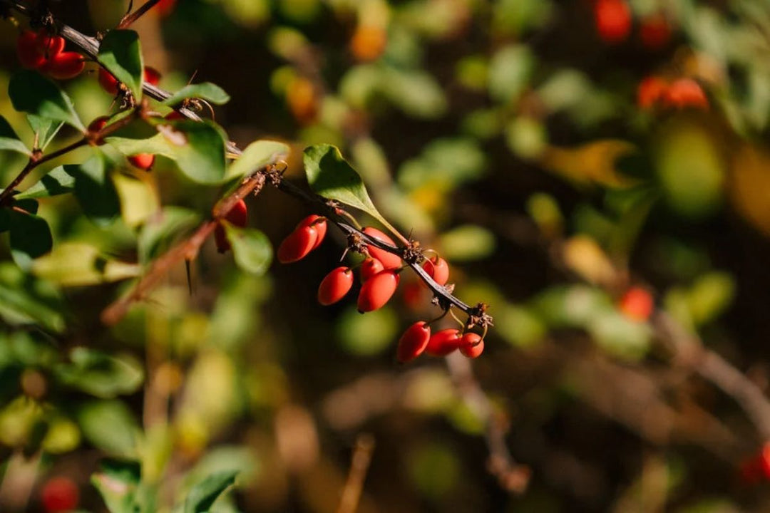 Berberina - un compus natural cu numeroase beneficii asupra sanatatii - Nutriland™